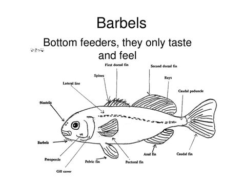 barbels of fish|Barbel (anatomy) .